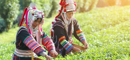 Akha Tribesomwen in Thailand