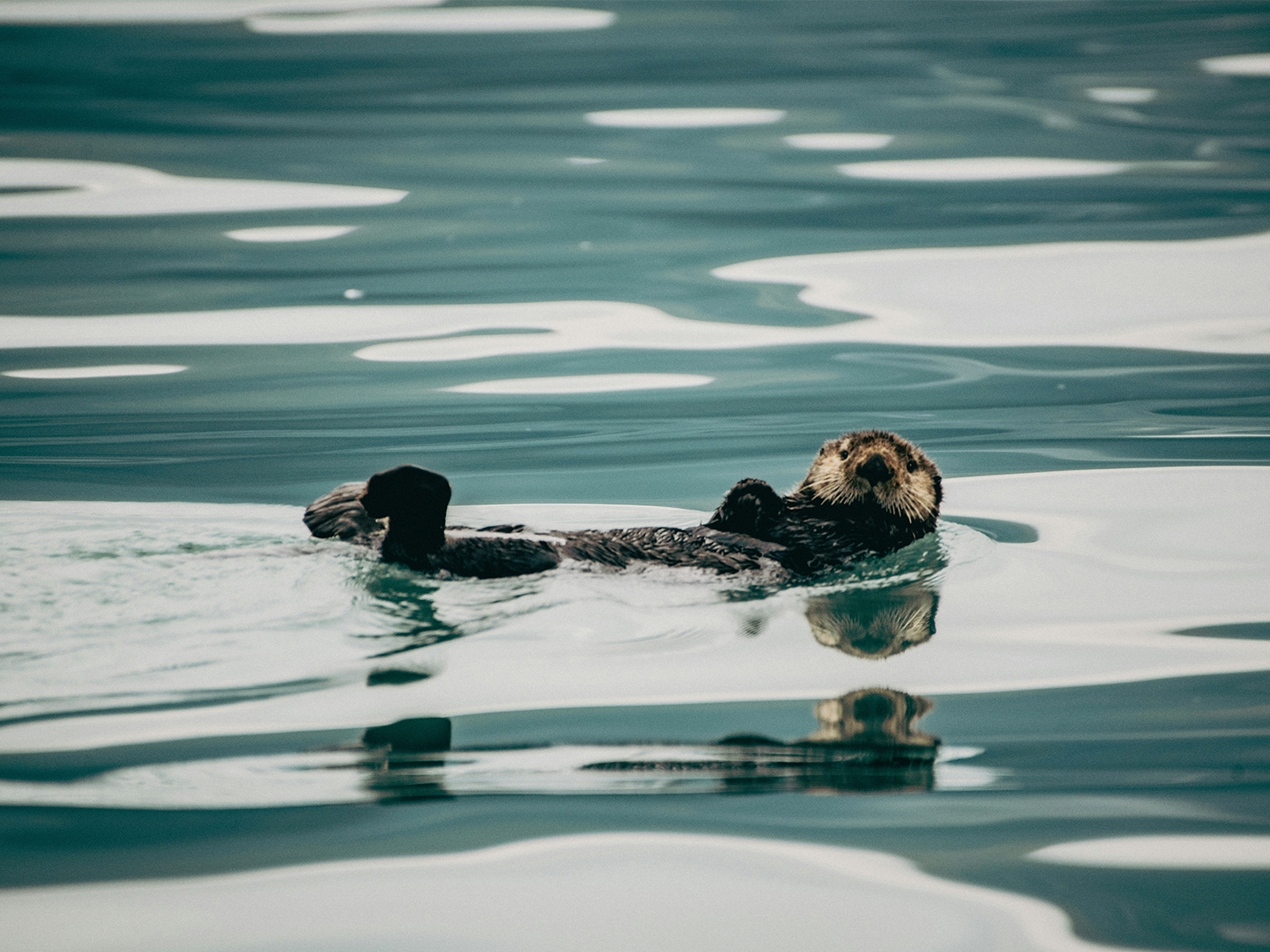 Alaska Kenai Camping - 4 days