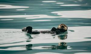 Alaska Kenai Camping main - otter resurrection bay