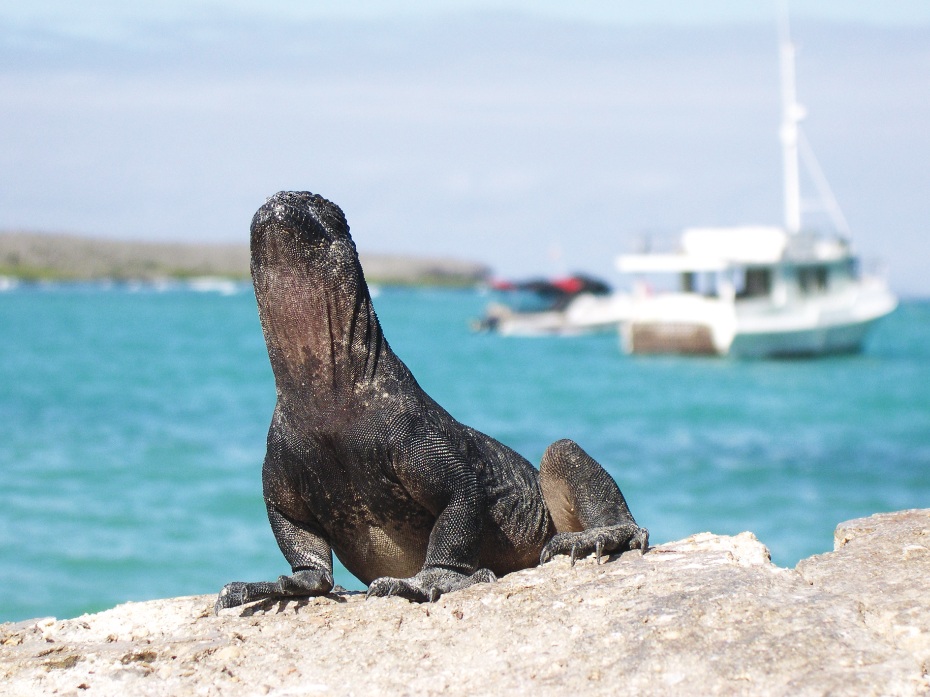 Day 6 - Fernandina Island & Punta Vicente Roca