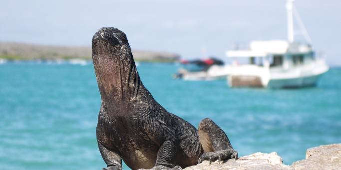 The Galapagos Islands | Ecuador | South America	