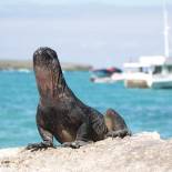 The Galapagos Islands | Ecuador | South America	