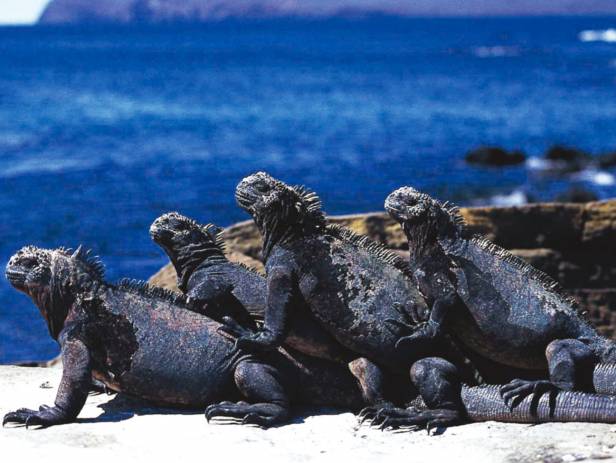 Marine iguana on a rock on the Galapagos Islands