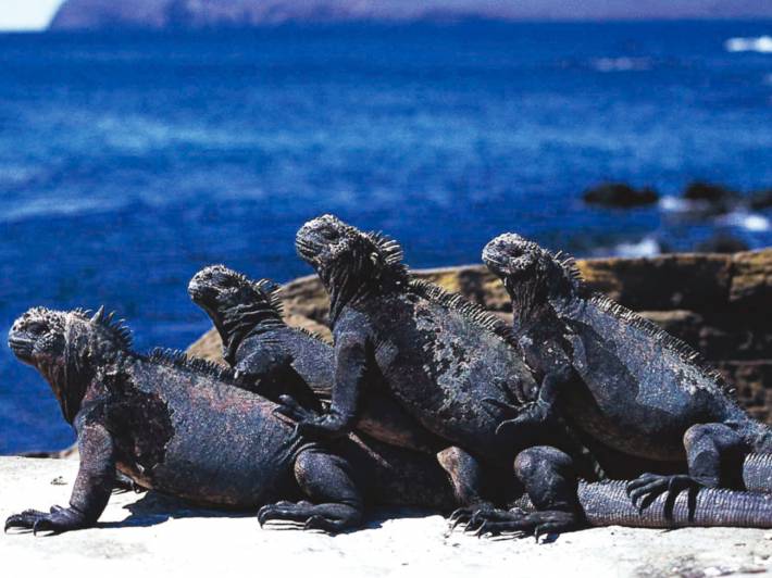 Amazing-Amazon-Itinerary-4-Ecuador-&-Galapagos-South-America