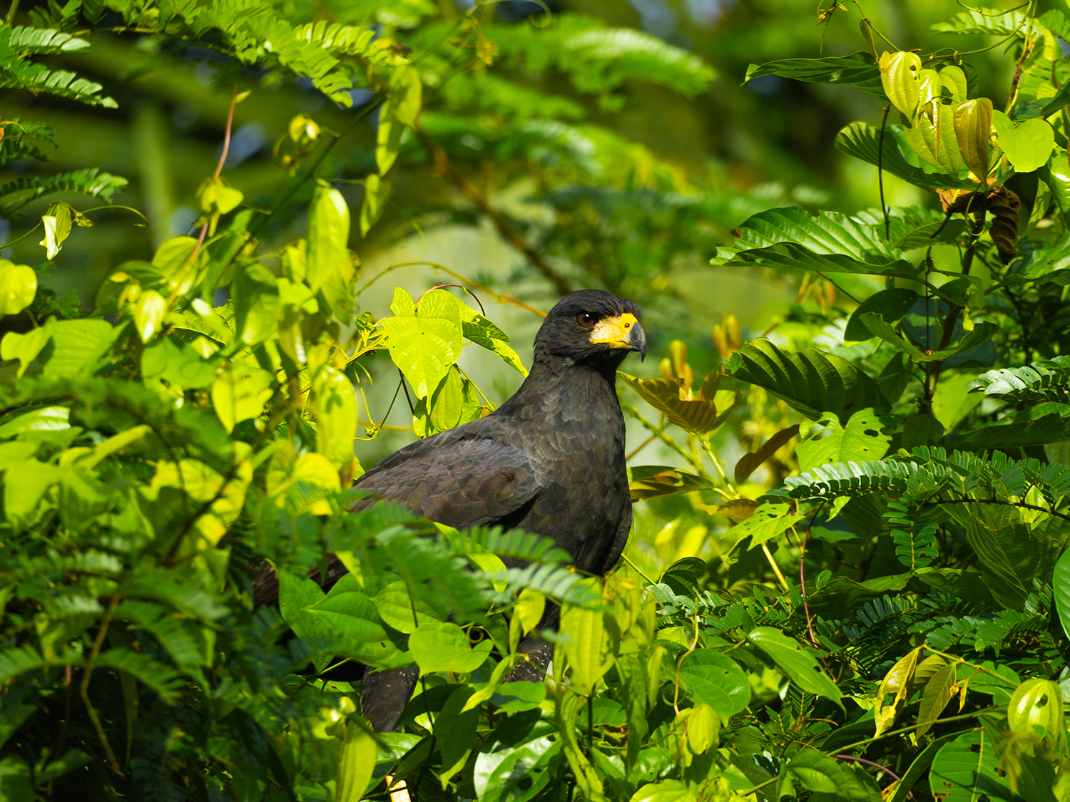 Day 6 - Amazon Walks and River Activities