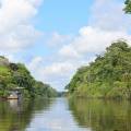 Monkey in a tree in the Amazon jungle near to Iquitos