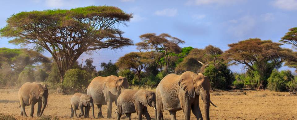 Herd of Elephants walking across savannah at Amboseli