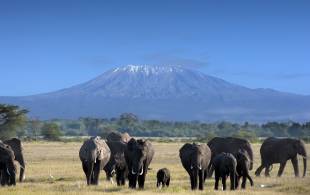Amboseli NP with elephants - Kenya safaris - On The Go Tours