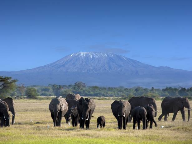 Herd of Elephants walking across savannah at Amboseli
