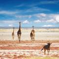 Gemsbok standing at a water hole at Etosha National Park