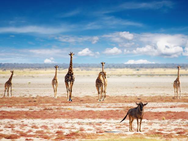 Gemsbok standing at a water hole at Etosha National Park