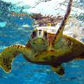 Perfect turquoise water and 