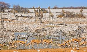 Animals in Etosha - Africa Overland Safaris - On The Go Tours