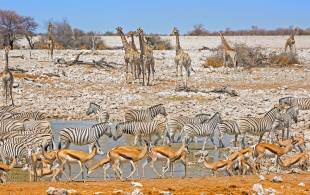 Animals in Etosha - Africa Overland Safaris - On The Go Tours