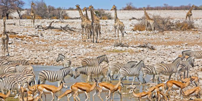 Watering hole in Etosha National Park | Namibia