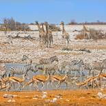 Watering hole in Etosha National Park | Namibia