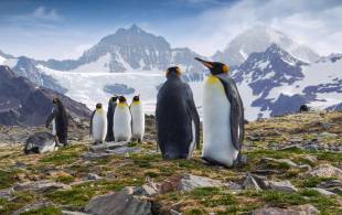 Antarctica, South Georgia & Falkland Islands main - penguins on south georgia