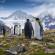 Penguins on South Georgia | Antarctica