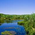 Lush vegetation fringing the glittering water in the Azraq Wetland Reserve