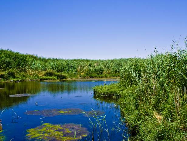 Lush vegetation fringing the glittering water in the Azraq Wetland Reserve