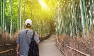 Arashiyama Bamboo FOrest - kyoto - japan