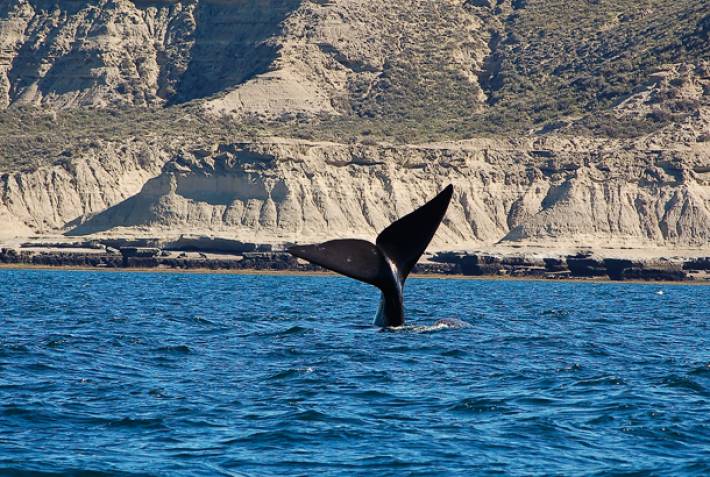Argentina - Puerto Madryn