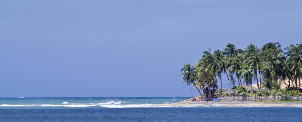 Palm trees on a the bay, jutting out into the way at Arugam Bay
