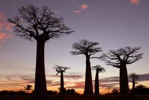 Avenue of Baobabs in Madagascar - On The Go Tours
