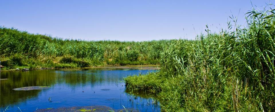 Lush vegetation fringing the glittering water in the Azraq Wetland Reserve