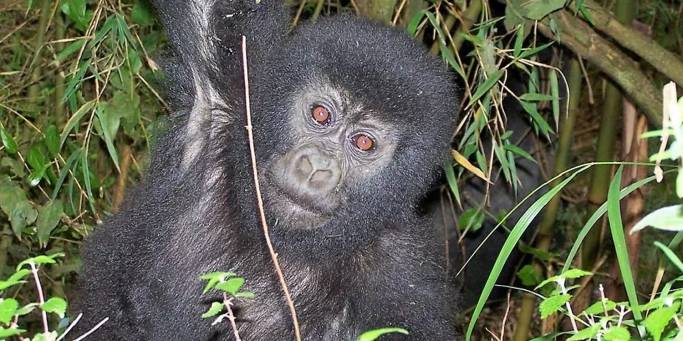 Baby Gorilla in park