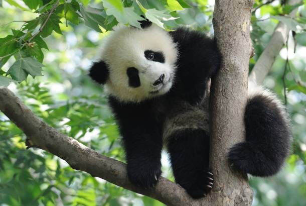 The best places to see pandas in China | On The Go Tours