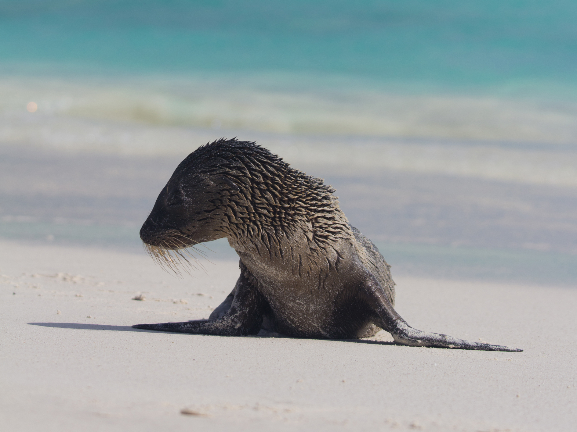Day 3 - Genovesa Island