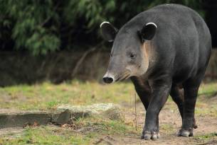 Baird's Tapir in Costa Rica - Wildlife Guide - On The Go Tours