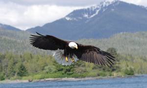 Bald eagle - Canada