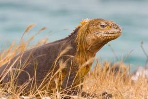 Baltra - land iguana - Galapagos best places to visit - On The Go Tours