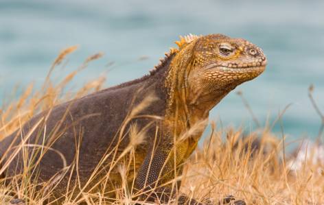 Baltra - land iguana - Galapagos best places to visit - On The Go Tours