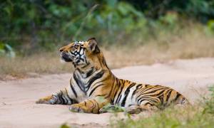 Bandhavgarh National Park Highlight - Web ready