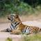 Tiger in the middle of the road in Bandhavgarh National Park