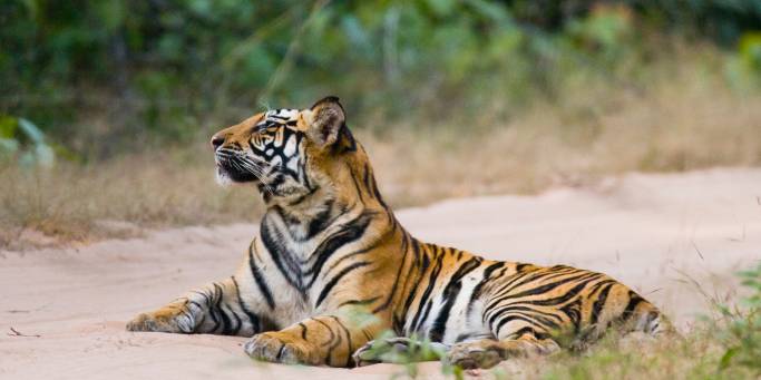 Tiger in the middle of the road in Bandhavgarh National Park