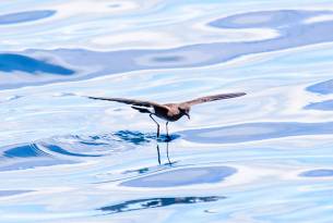 Band-rumped storm petrel - Galapagos Wildlife Calendar - On The Go Tours