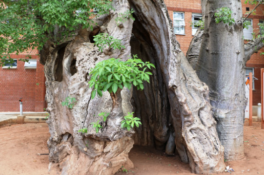 Baobab Prison