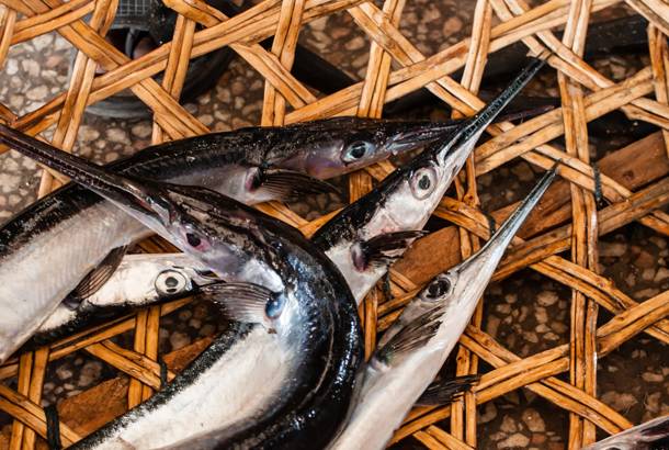 Barracuda on sale in Zanzibar - Top Travel Tips - On The Go Tours