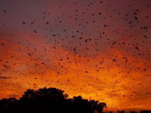 Bats in kasanka National Park - Zambia