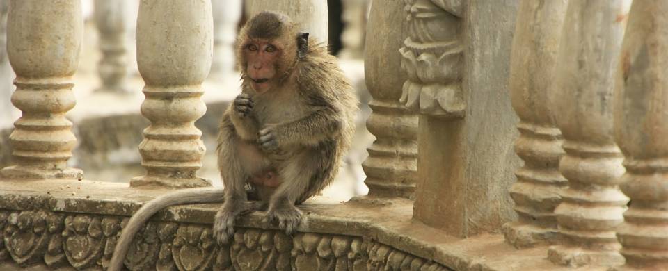 Monkey sitting near some pillars in Battambang