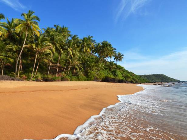 Beautiful sandy beach in Goa, fringed with palm trees
