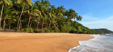 Beautiful landscape of palm trees and beach in Goa