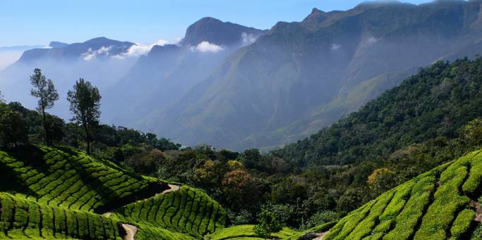 Tea plantation | Kerala | India