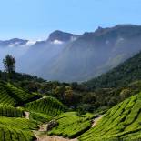 Tea plantation | Kerala | India