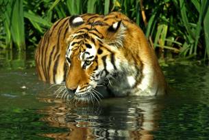 Bengal tiger in the wild - India - On The Go Tours