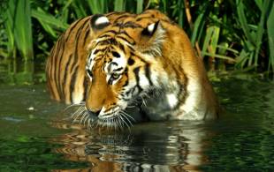 Bengal tiger in the wild - India - On The Go Tours